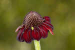 Grassleaf coneflower